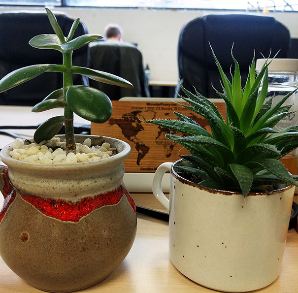 Desk Plants